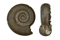 Macroscaphites striastisulcatus